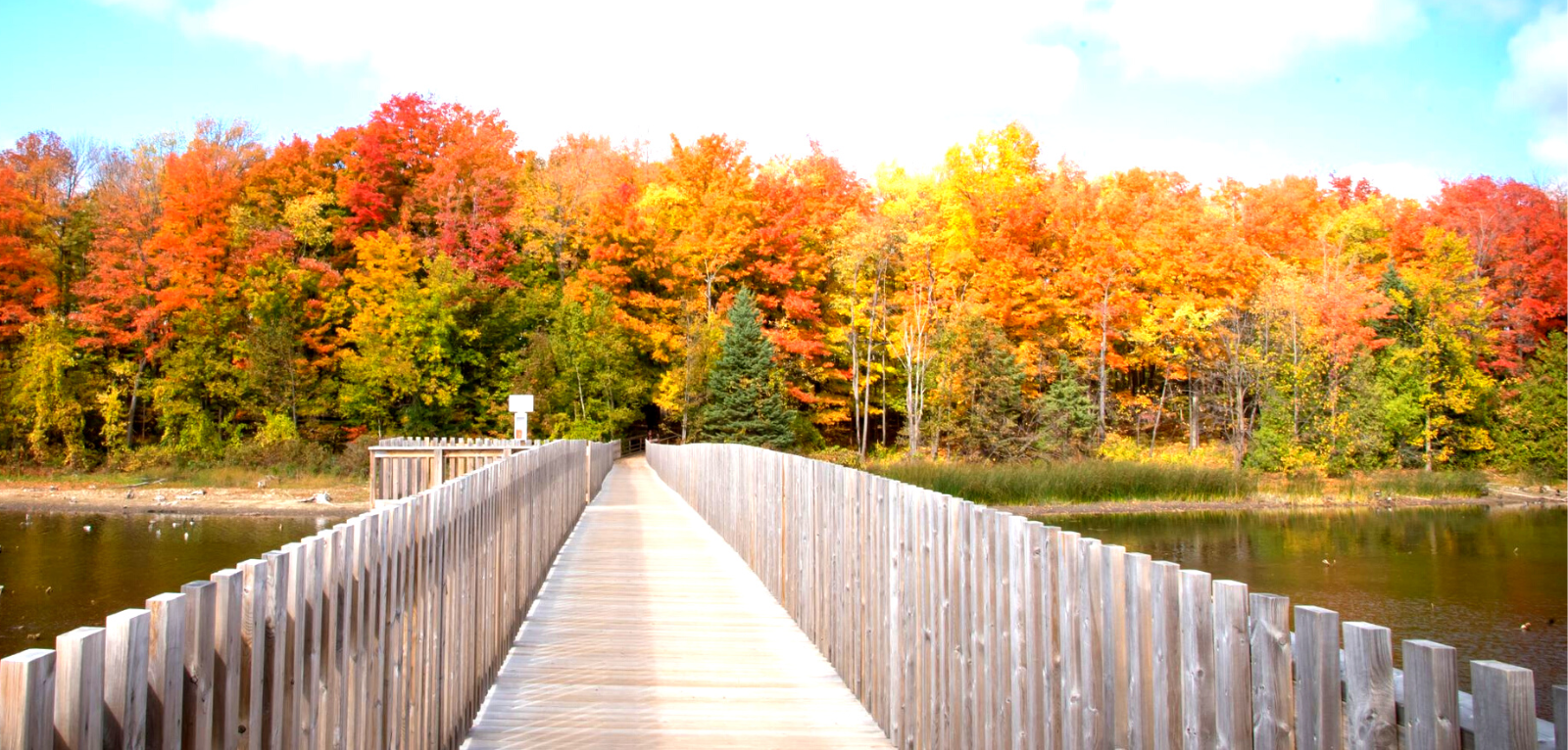 The backs of two women walking on a trail. There are tall trees on both sides and the sun is shining in front of them. 